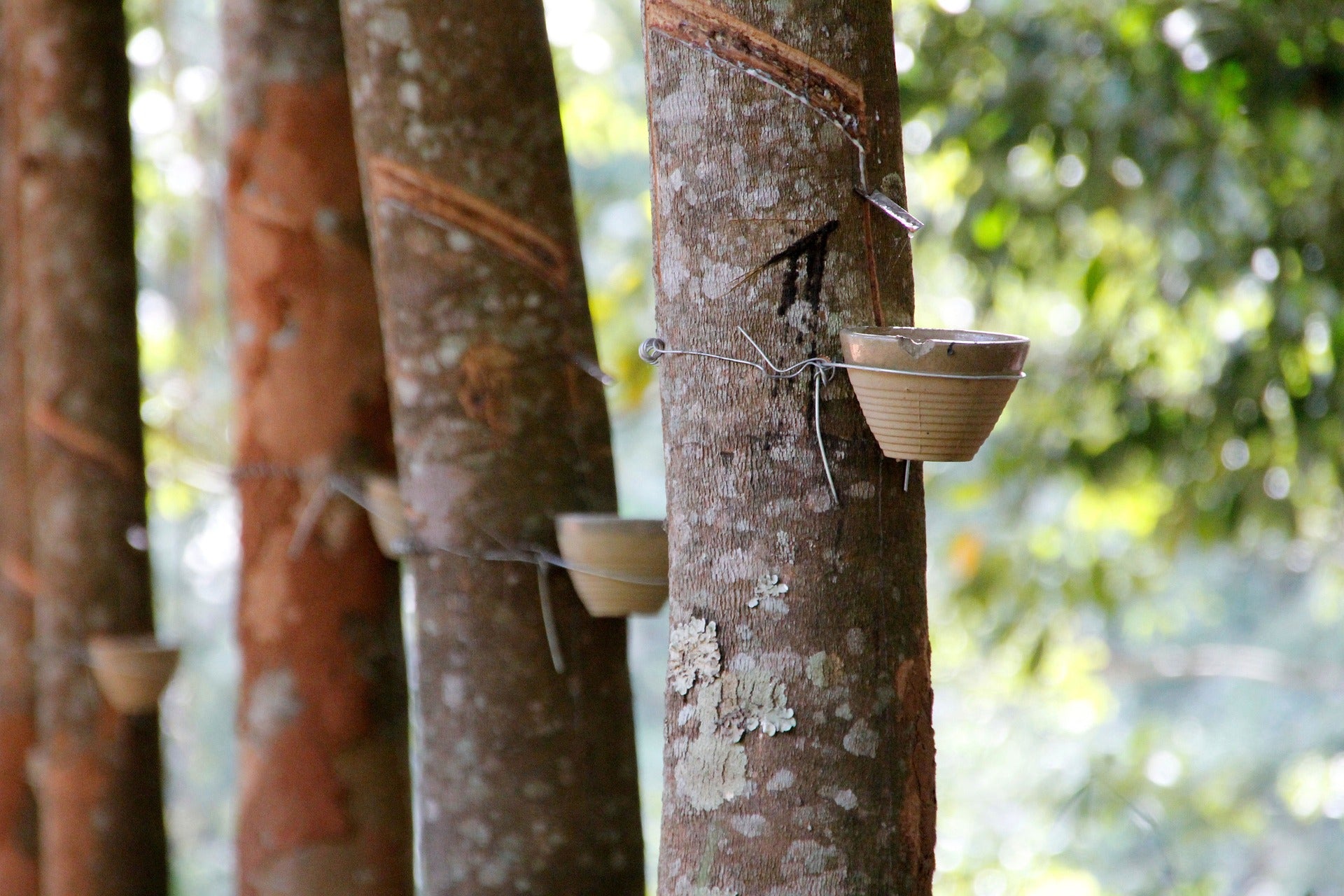 Rubber tree showing latex extraction for Worzl flip flops