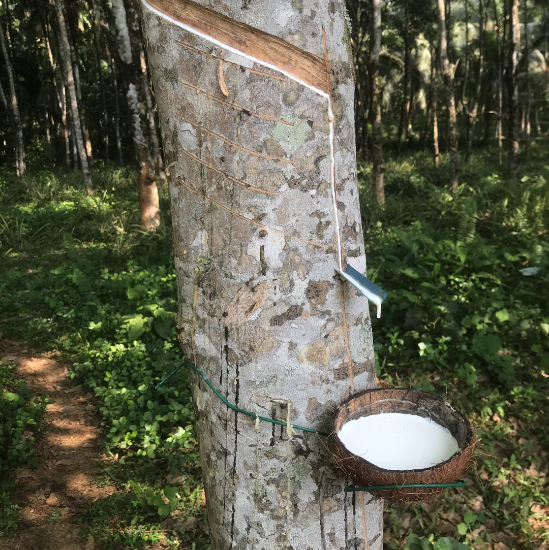 natural rubber extraction from a tree depicting the natural biodegradable nature of the rubber in Worzl flip flops.