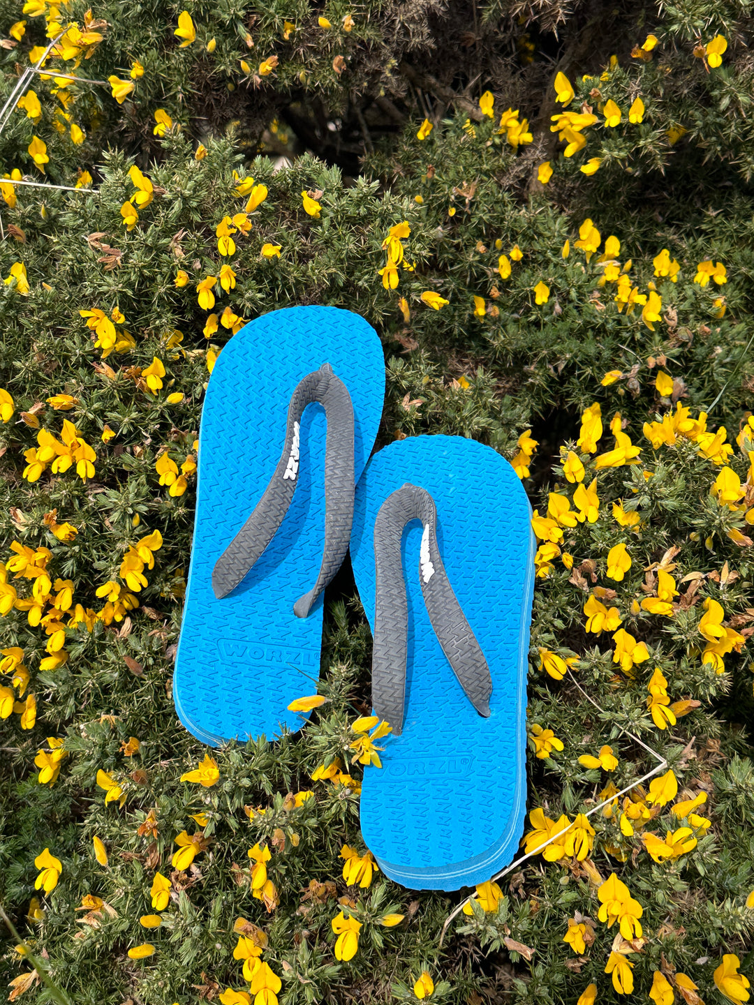 The Blue Collection